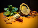 Sandalwood.webp